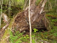 IMG 0891c  Winter Wren (Troglodytes hiemalis) nest location